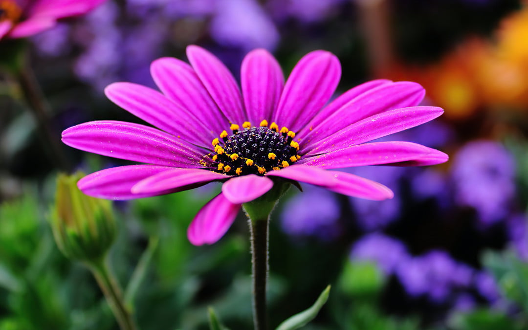 Tips bij het inrichten van je tuin