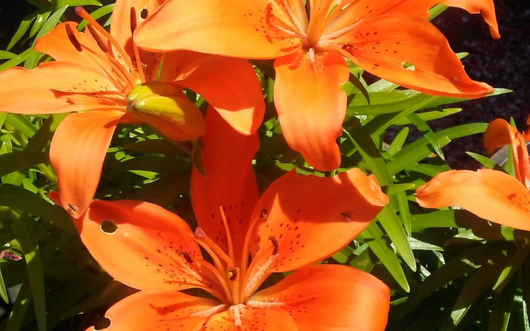 Trends op interieurgebied voor zowel binnen als buiten