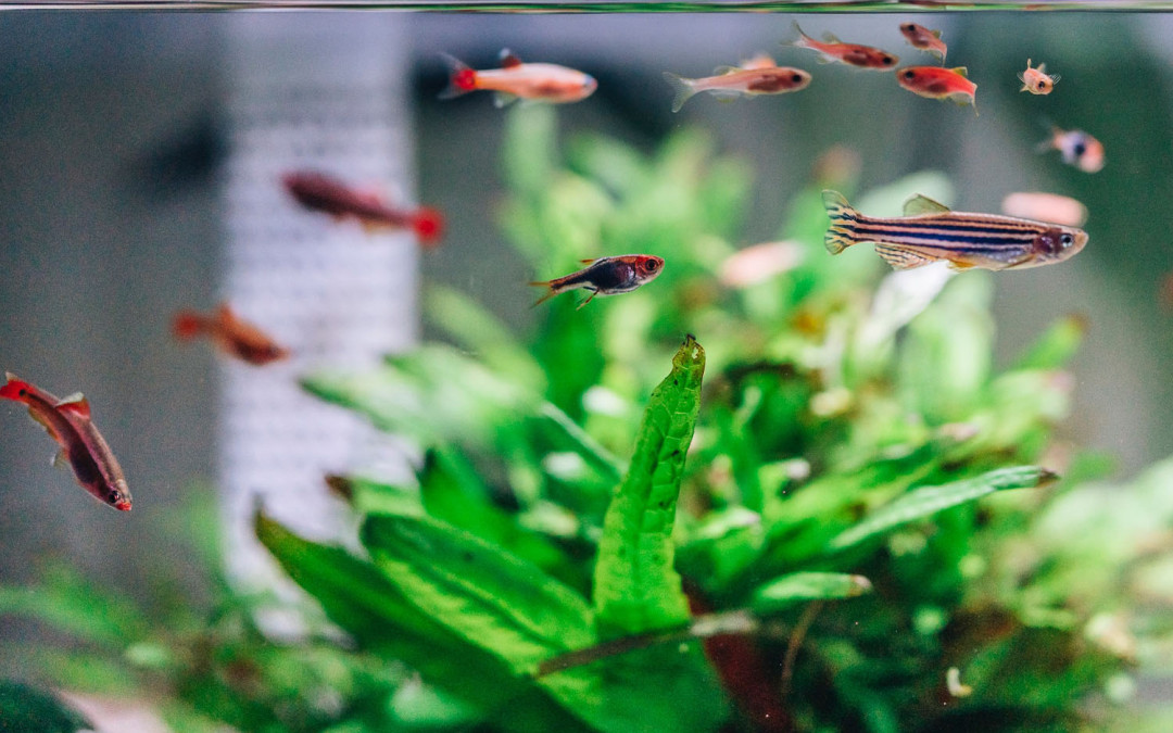 Wat mag je niet vergeten bij het onderhouden van je aquarium of vissenkom?