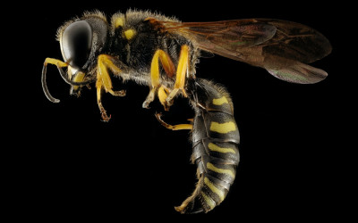 De voordelen van professionele hulp bij het verjagen en verwijderen van wespen en wespennesten.