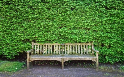 Wat zijn de populairste houtsoorten voor meubels?