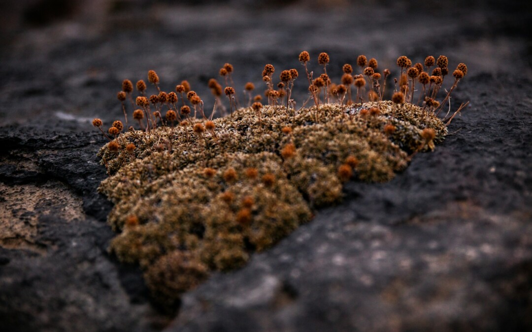 Zwammen in huis, waar komen deze vandaan en hoe kom je er vanaf?