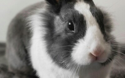 Stress bij konijnen: de impact op het welzijn van onze harige vrienden