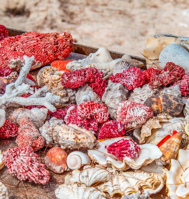 Wat is bloedkoraal en wat is het eigenlijk waard?