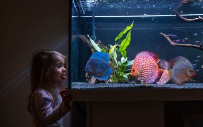 Zo combineer je een aquarium met jouw woonstijl
