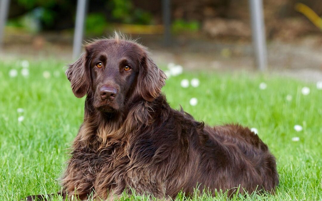 Camping in holland mit dem hund